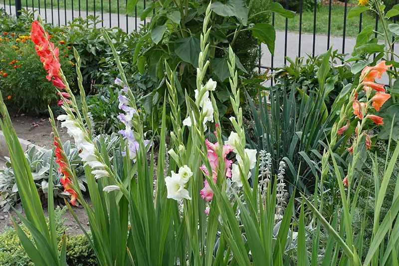 Una imagen horizontal de primer plano de un jardín plantado con una variedad de flores perennes.