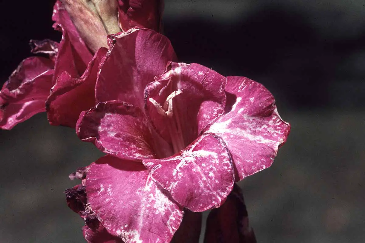 Una imagen horizontal de primer plano de flores de gladiolo rosa que muestra daños por trips en un fondo de enfoque suave.