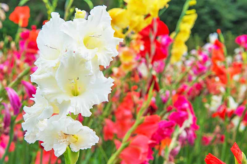 Flores de gladiolo blancas con centros de color amarillo pálido, con flores rosas, naranjas, amarillas y rojas en un enfoque suave en el fondo, creciendo en un campo.