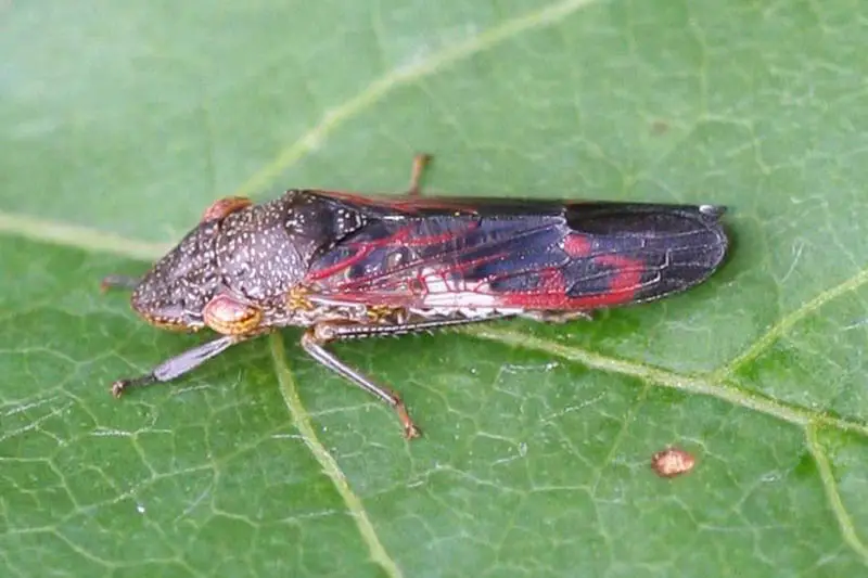 Una imagen horizontal de primer plano de un insecto tirador de alas vidriosas (Homalodisca vitripennis) que descansa sobre una hoja.