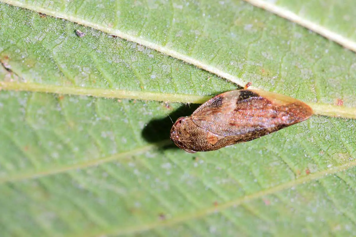 Una imagen horizontal de primer plano de un insecto Homalodisca vitripennis en la parte inferior de una hoja.