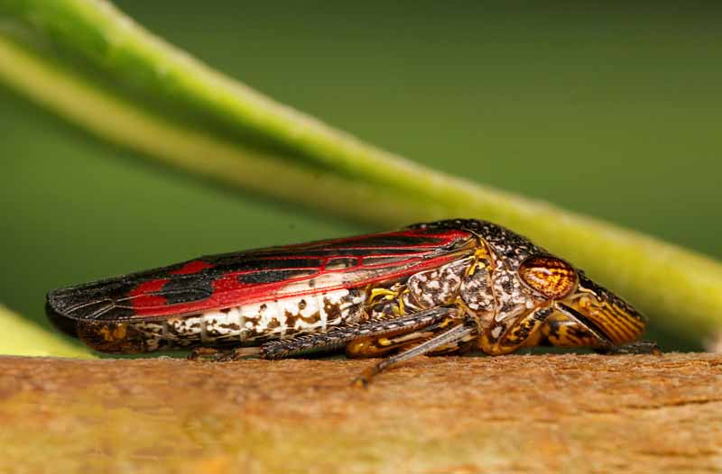 Una imagen horizontal de primer plano de un insecto tirador de alas vidriosas en la rama de un árbol.