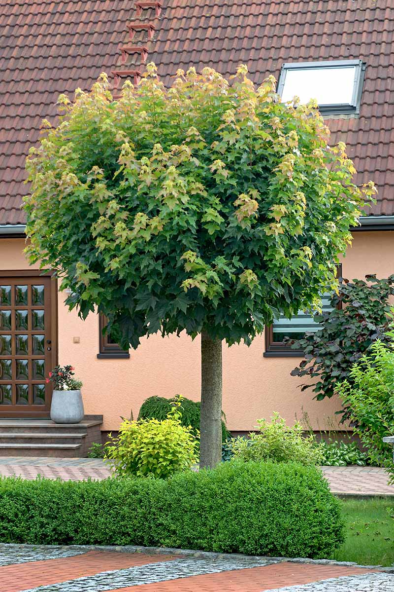 Una imagen vertical de un árbol Acer platanoides 'Globosum' que crece en un patio delantero con una residencia en el fondo.