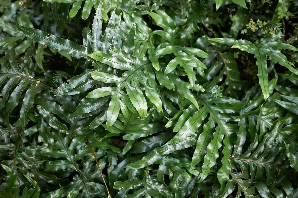 Una imagen horizontal de las hojas verdes brillantes de Phymatosorus diversifolius creciendo al aire libre.