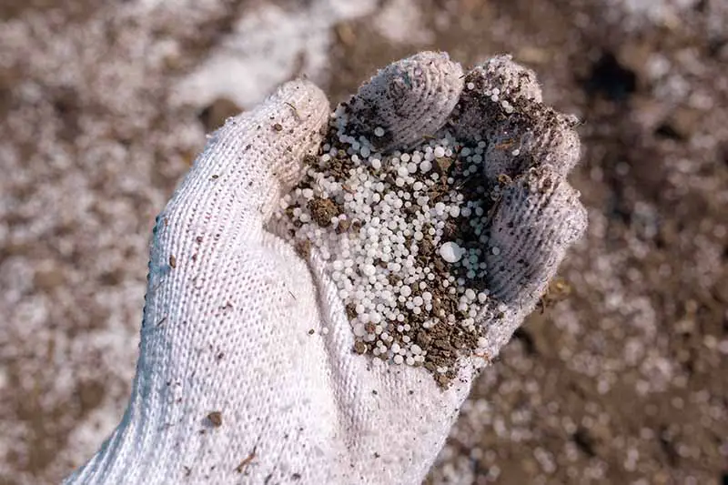 Una imagen horizontal de cerca de una mano enguantada sosteniendo un puñado de fertilizante granular.