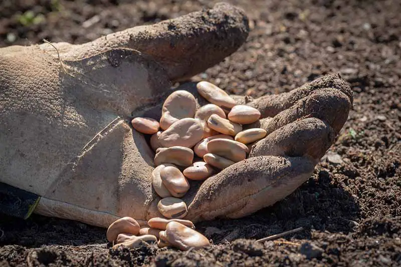 Una imagen de cerca de una mano enguantada sosteniendo algunas semillas grandes, descansando sobre la tierra oscura bajo el sol brillante.