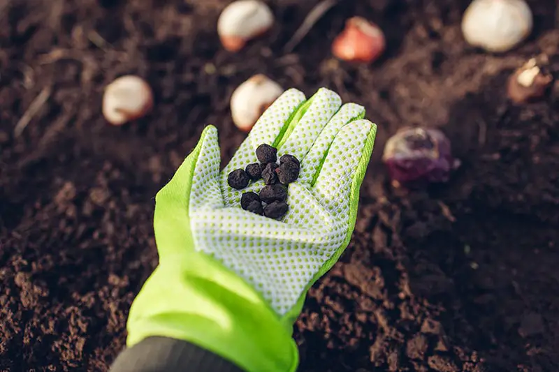 Una imagen horizontal de cerca de una mano enguantada sosteniendo pequeñas semillas para plantar en el jardín.  En el fondo hay un suelo oscuro y rico.