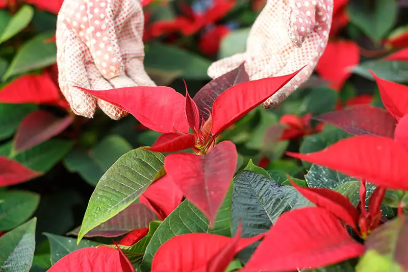 Una imagen horizontal de cerca de dos manos enguantadas desde la parte superior del marco inspeccionando las coloridas brácteas rojas de una planta de Euphorbia pulcherrima.