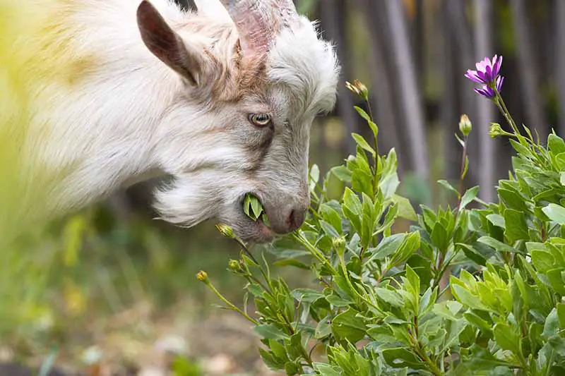 Una imagen horizontal de cerca de una cabra comiendo el follaje de las margaritas del Cabo que crecen en el jardín.