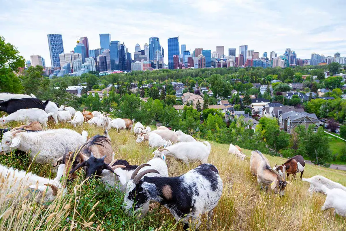 Una imagen horizontal de un paisaje urbano con cabras comiendo malezas en una ladera.