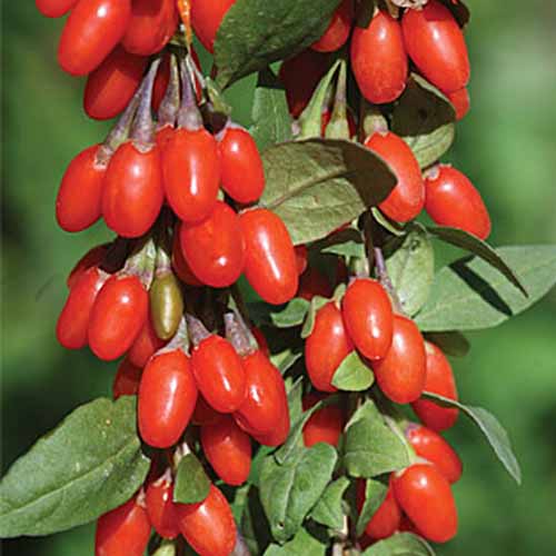 Primer plano de las bayas de goji 'Sweet Lifeberry', que crecen en el tallo, su color rojo brillante contrasta con las hojas, bajo el sol brillante.  El fondo es verde de enfoque suave.