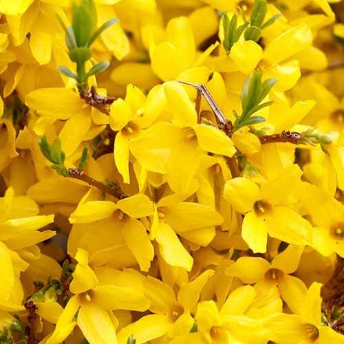 Una imagen cuadrada de primer plano de un gran racimo de flores amarillas brillantes del arbusto 'Gold Tide'.