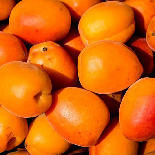 Un primer plano de la fruta naranja brillante del árbol Prunus armeniaca, de la variedad 'Goldcot', bajo el sol brillante.