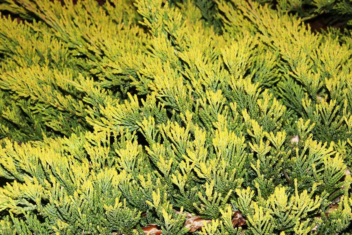 Una imagen horizontal de cerca de Juniperus horizontalis 'Golden Carpet' que crece en el jardín.