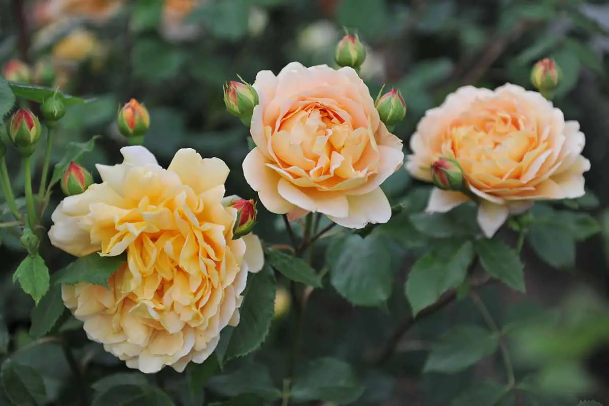 Una imagen horizontal de primer plano de las flores rosas de la 'Celebración Dorada' que crecen en el jardín representadas en un fondo de enfoque suave.