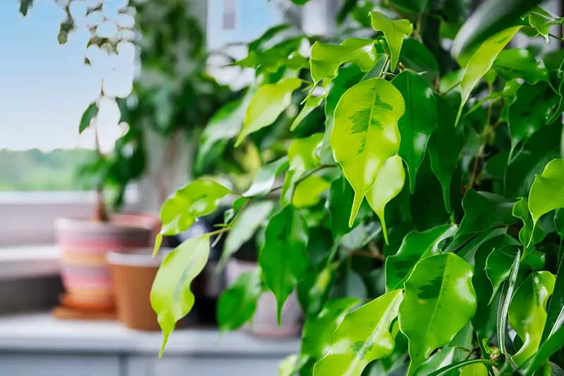 Una imagen horizontal de primer plano de Ficus benjamina 'Golden Monique' creciendo como planta de interior.