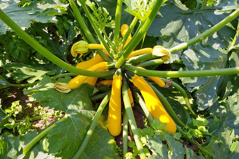 Una imagen de arriba hacia abajo de una planta de calabacín dorado que crece en el jardín bajo la luz del sol filtrada.