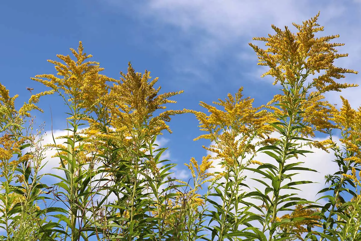 Una imagen horizontal de las cabezas de flores de Solidago (vara de oro) que crecen en un prado fotografiado sobre un fondo de cielo azul.