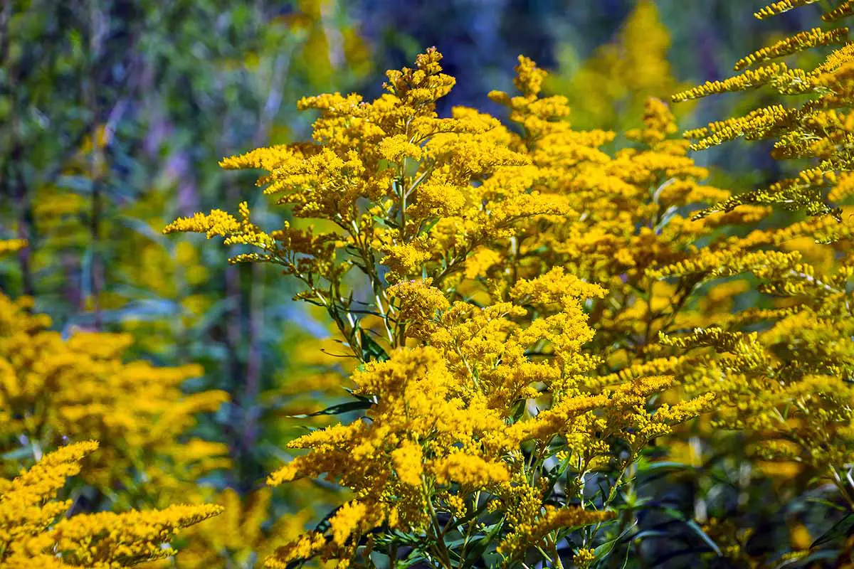Una imagen horizontal de primer plano de las flores amarillas brillantes de la vara de oro de Canadá representada en un sol brillante sobre un fondo de enfoque suave.