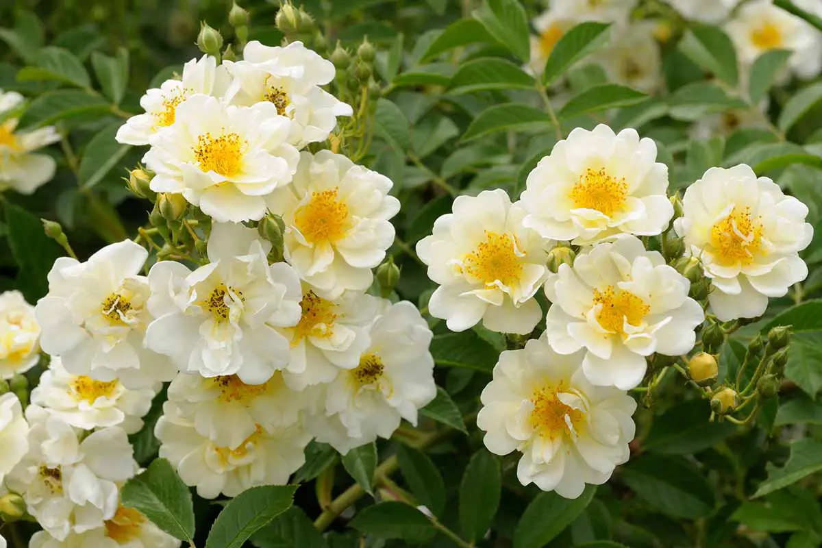 Una imagen horizontal de primer plano de rosas amarillas claras 'Goldfinch' que crecen en el jardín.