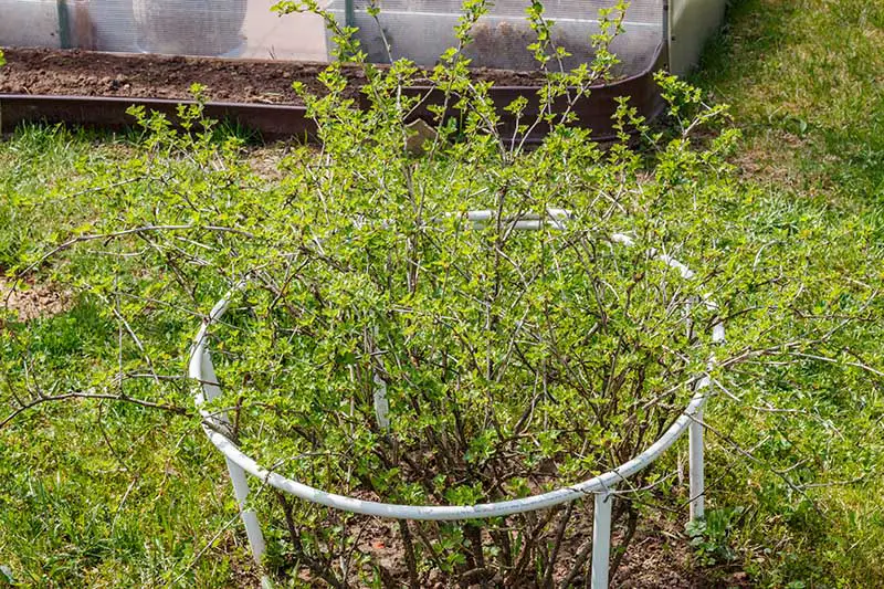 Una uva-crispa de Ribes joven que crece en el jardín, protegida con una jaula de metal a su alrededor, rodeada de césped, con una cerca de madera al fondo.
