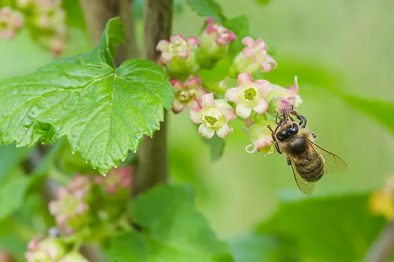 Un primer plano de las flores de Ribes uva-crispa, con una abeja alimentándose del néctar, con follaje en foco suave en el fondo.