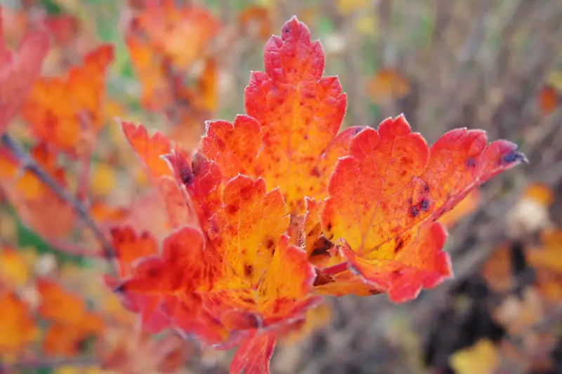 Un primer plano del follaje de Ribes uva-crispa con colores otoñales de rojo y naranja, representado en un fondo de enfoque suave.