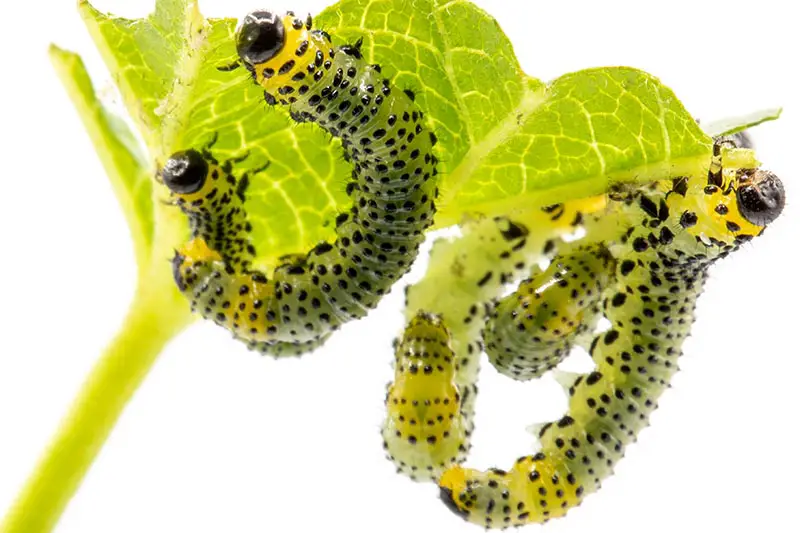 Un primer plano de las larvas de la mosca de sierra de grosella espinosa, con cuerpos de color verde amarillento cubiertos de manchas negras, en una hoja, representada sobre un fondo blanco.