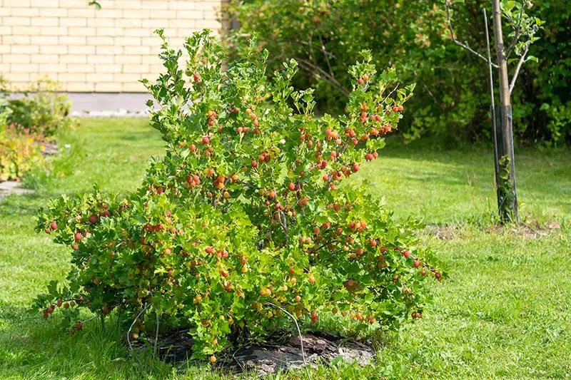 Un primer plano de un arbusto de grosella espinosa que crece en el jardín con bayas rojas y verdes listas para la cosecha.  En el fondo hay una pared de ladrillos, césped y árboles con un enfoque suave.