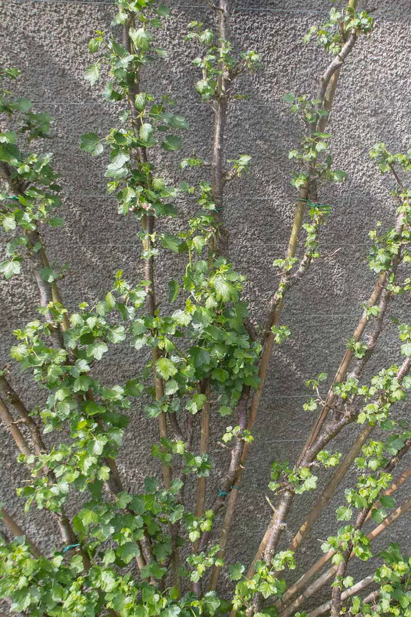 Una imagen vertical de una uva-crispa de Ribes trepada por un muro de hormigón, con cañas rectas y erguidas con follaje.