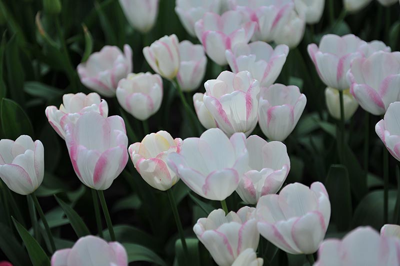 Una imagen horizontal de primer plano de las flores de Tulipa 'Graceland' rosas y blancas que crecen en el jardín representadas en un fondo de enfoque suave.