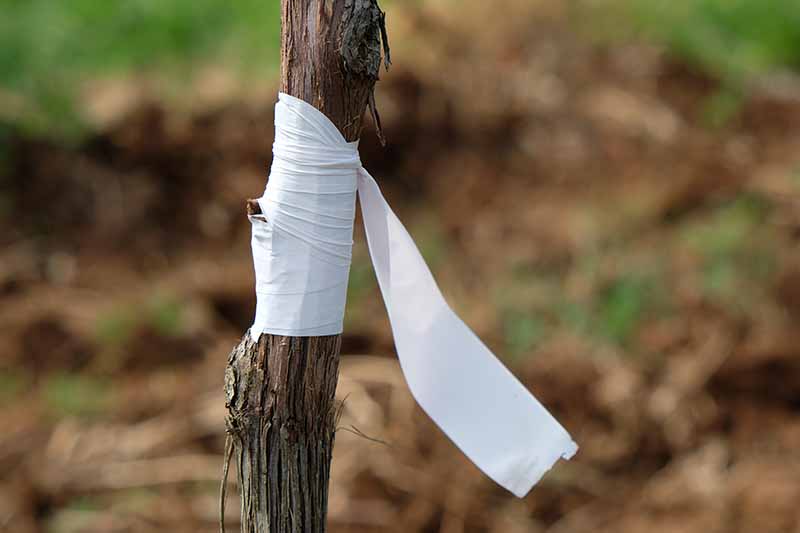 Una imagen horizontal de primer plano de un tallo injertado unido con cinta blanca.