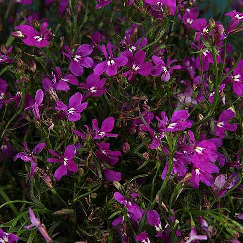 Una imagen cuadrada de primer plano de flores de color púrpura oscuro con manchas blancas que crecen en el jardín en un lugar sombreado.  La especie es Lobelia erinus 'Grande Lucia'.