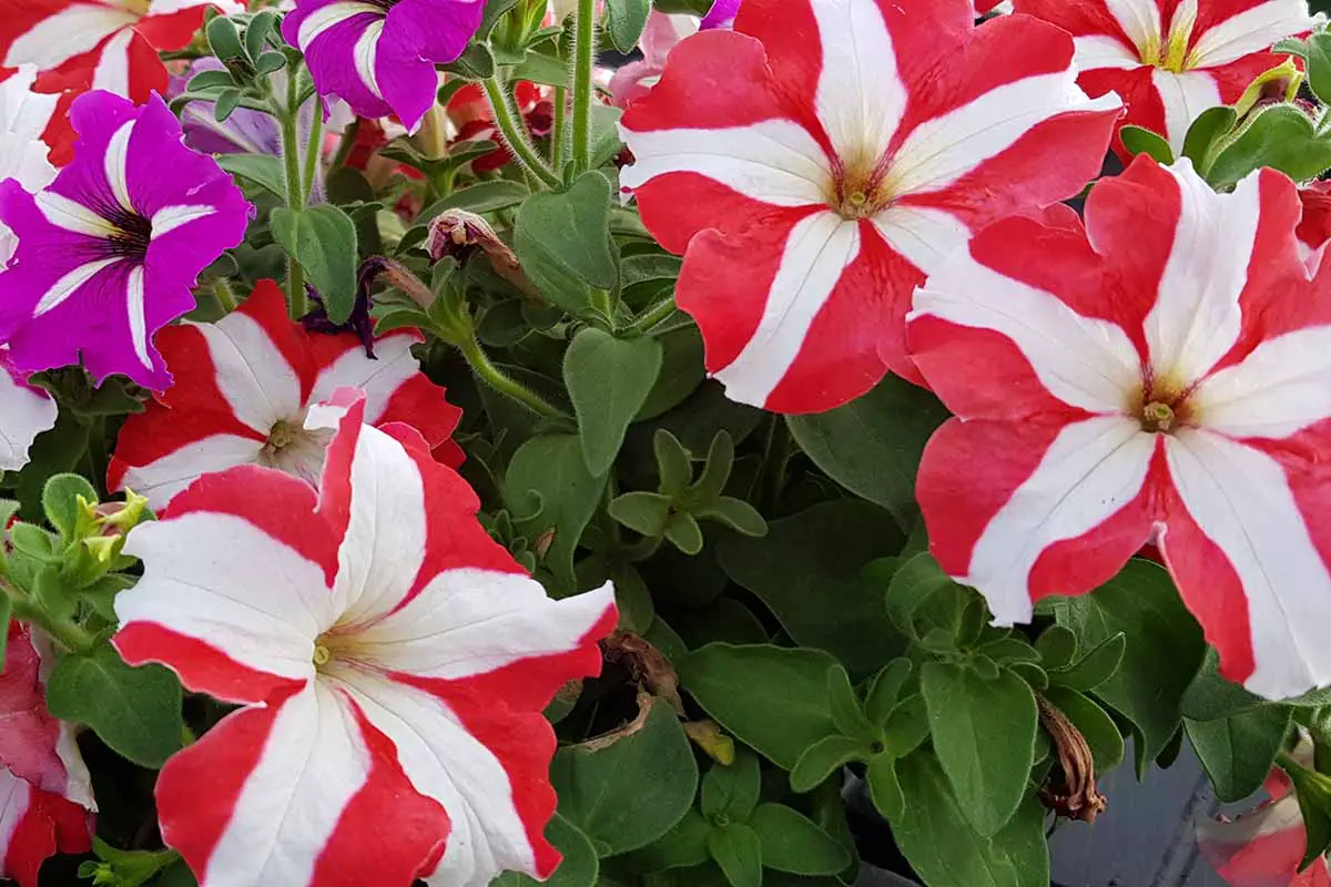 Una imagen horizontal de primer plano de petunias grandiflora bicolores blancas y rojas que crecen en el jardín.