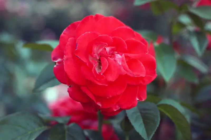 Una imagen horizontal de primer plano de una flor grandiflora roja brillante 'Smokin Hot' que crece en el jardín representada en un fondo de enfoque suave.