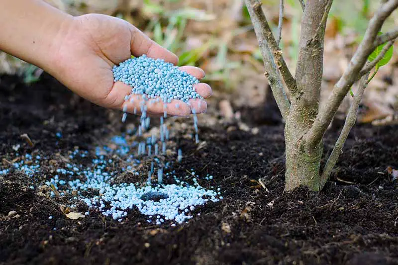 Una mano desde la izquierda del marco que esparce fertilizante granulado azul alrededor de la base de un árbol plantado en un suelo fértil en el jardín.