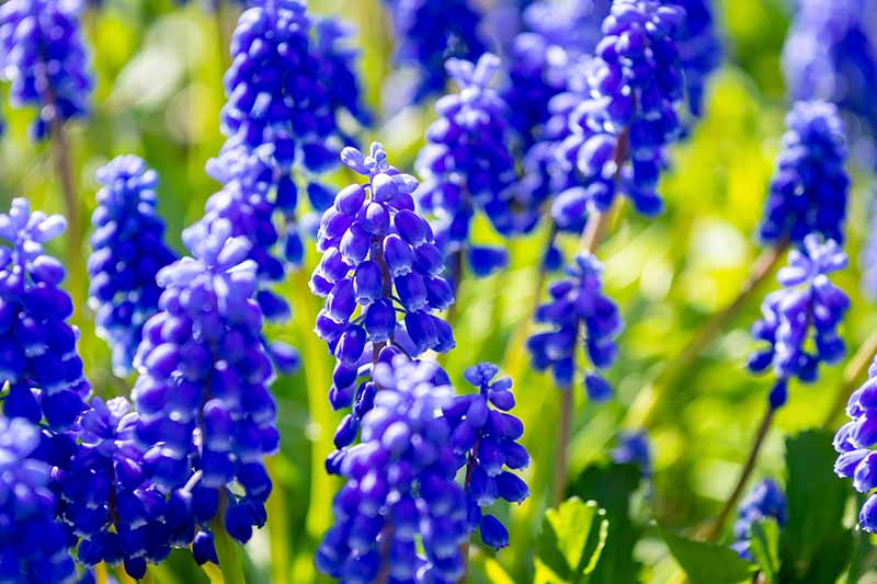 Un primer plano de las flores de Muscari azul brillante que crecen en el jardín de primavera bajo el sol brillante y se desvanecen en el fondo.