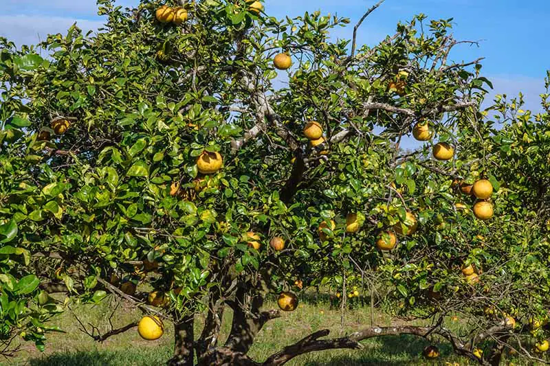 Una imagen horizontal de primer plano de un árbol de pomelo cargado de frutos maduros que crecen en un huerto soleado.
