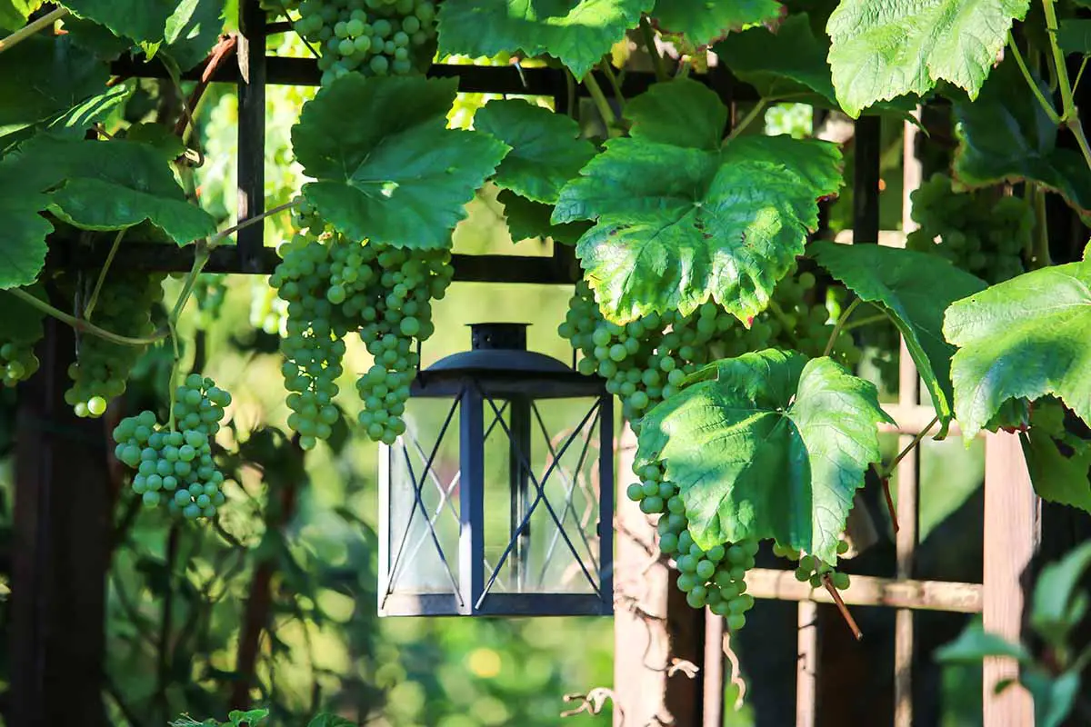Una imagen horizontal de vides cargadas de racimos de uvas que crecen en una pérgola de madera en el patio trasero.