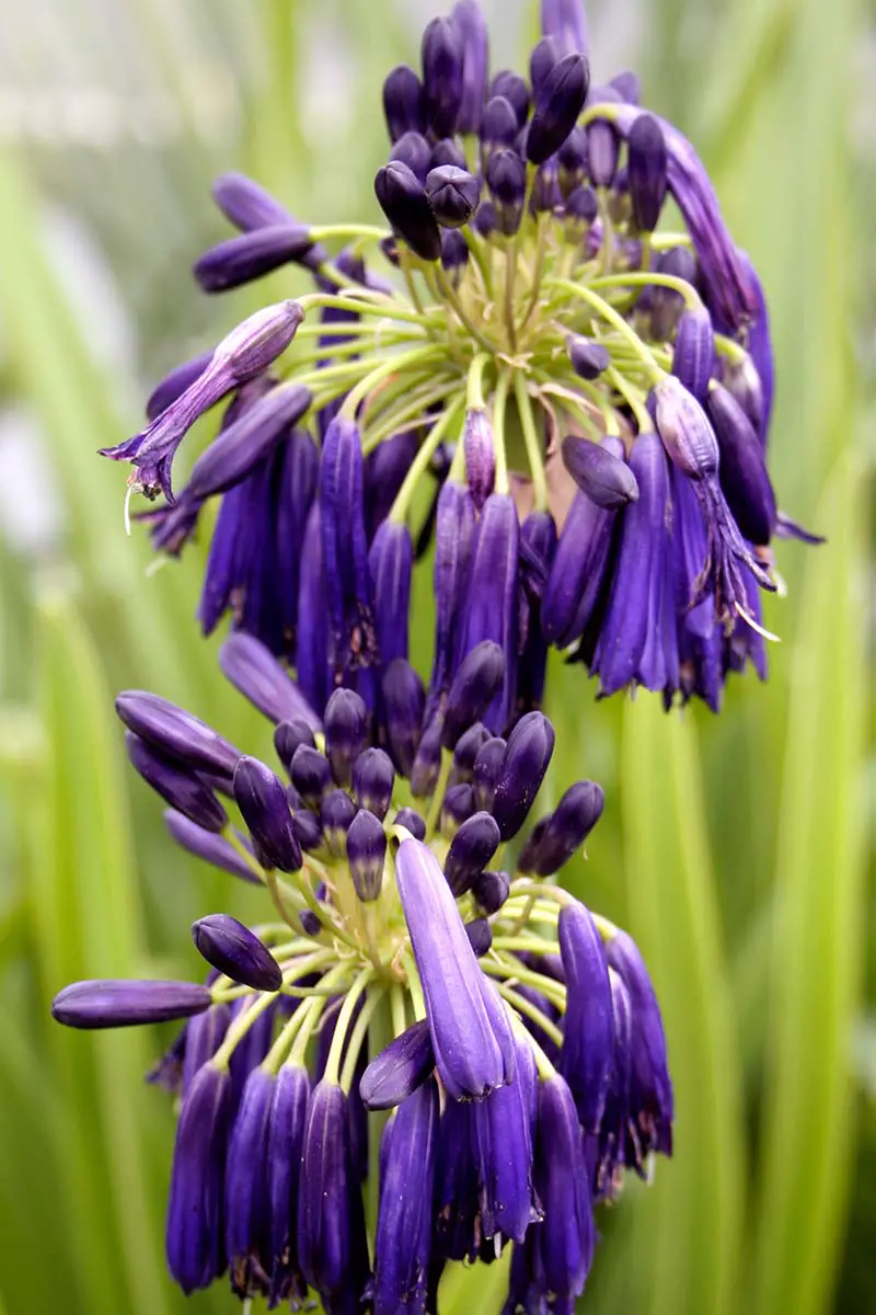 Una imagen vertical de primer plano de las flores de color morado oscuro 'Graskop' que crecen en el jardín representadas en un fondo de enfoque suave.