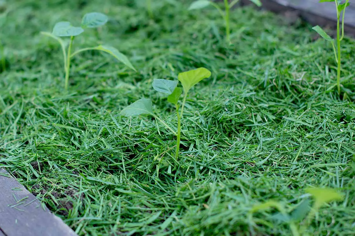 Una imagen horizontal de primer plano de un jardín con recortes de hierba fresca utilizados como mantillo.