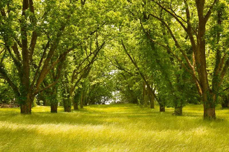Hierba verde que crece bajo una arboleda sombreada de árboles de nuez.