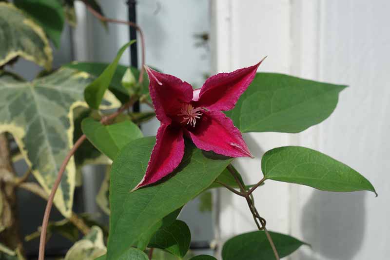 Un primer plano de una espectacular flor de clemátide roja de la variedad 'Gravetye Beauty'.  El rojo contrasta con las hojas verde oscuro.  En el fondo hay una hoja de hiedra abigarrada contra una cerca blanca en un enfoque suave.