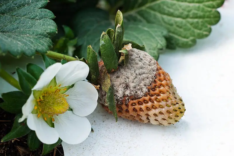 Un primer plano de una fresa inmadura que sufre de infección por hongos Botrytis, sobre un fondo blanco.  A la izquierda del marco hay una pequeña flor con un fruto en desarrollo.