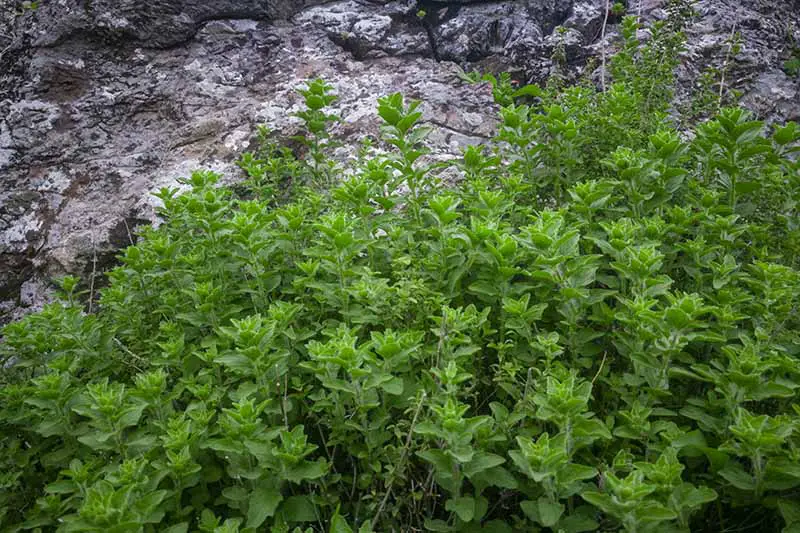 Una imagen horizontal de cerca de Origanum vulgare var.  hirtum, también conocido como orégano griego que crece silvestre en suelo rocoso.