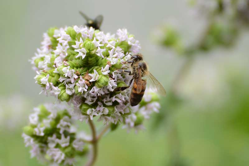 Una imagen horizontal de cerca de una abeja alimentándose de un Origanum vulgare var blanco.  flor de hirtum representada en un fondo de enfoque suave.
