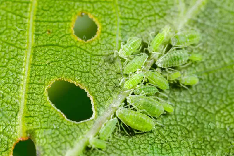 Un primer plano de un grupo de pulgones verdes que se alimentan de una hoja verde.
