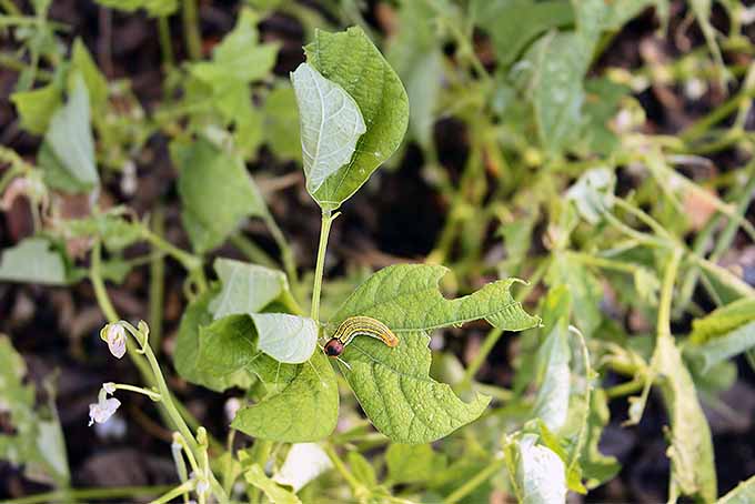 A una planta de judías verdes en un jardín le faltan grandes porciones de sus hojas.  La causa de esto es la oruga sentada al frente y al centro de una de las hojas mutiladas.