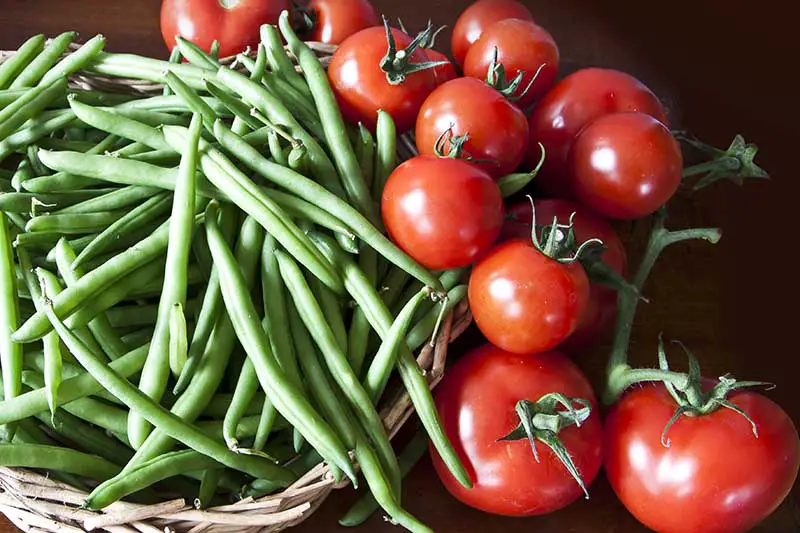 Un primer plano de una cesta de mimbre con vainas verdes de Phaseolus vulgaris y tomates de cereza rojos brillantes sobre una superficie de madera sobre un fondo oscuro y suave.