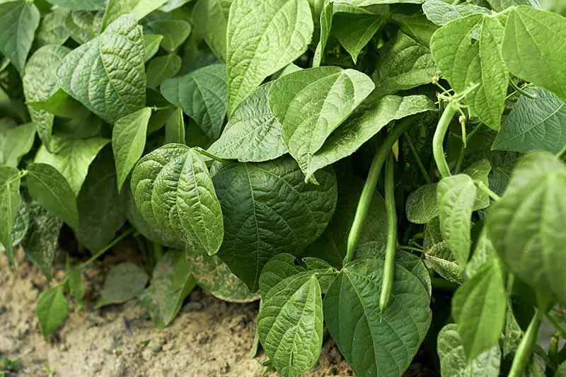Un primer plano de una pequeña planta de Phaseolus vulgaris que crece en el jardín con follaje verde claro y suelo visible en la parte inferior del marco.